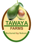Tawaya Logo with Avocado 1.0 (3)